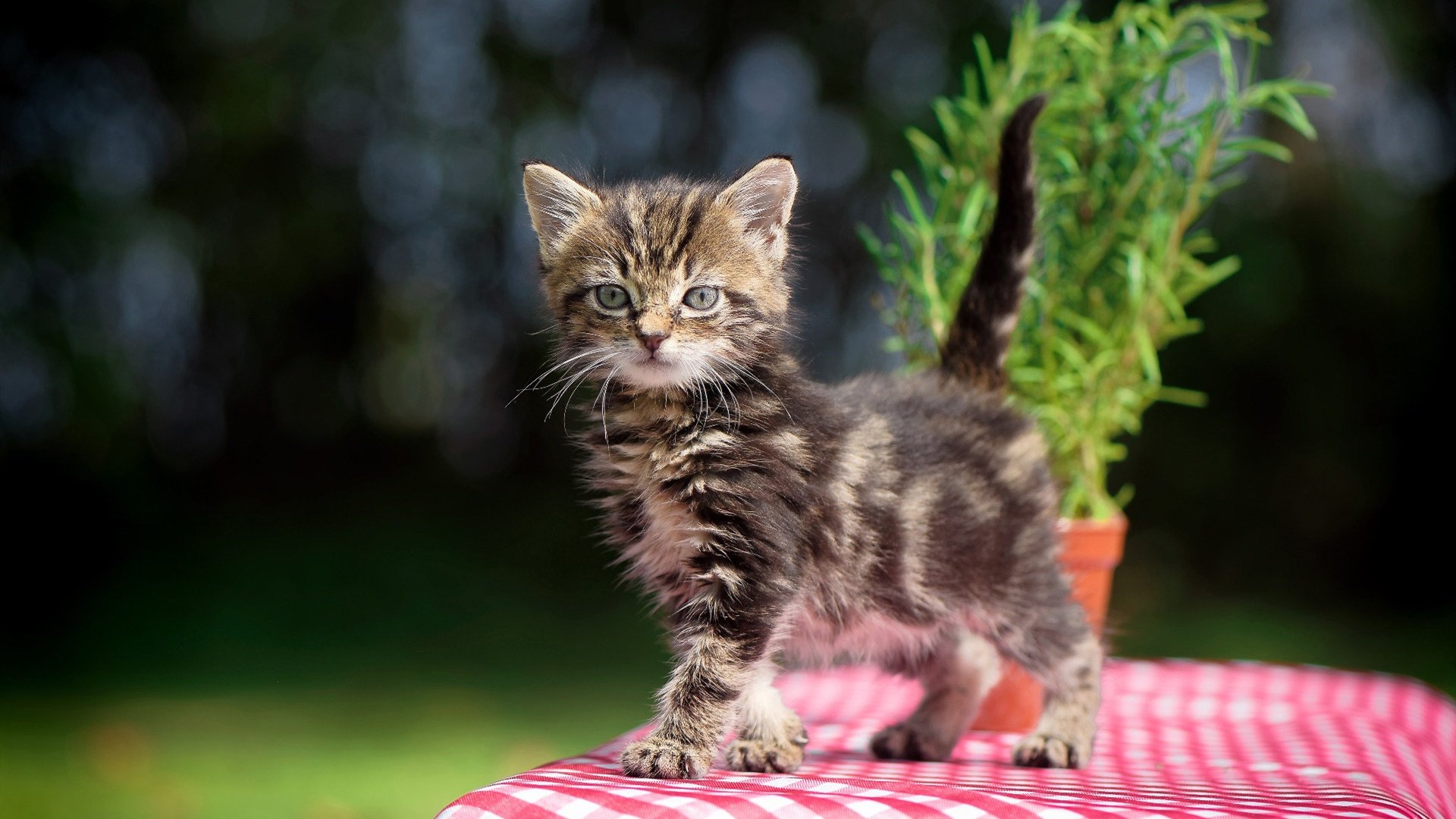 运动技能学习平台功能设计与优化,运动技能示范能够提供哪些信息
