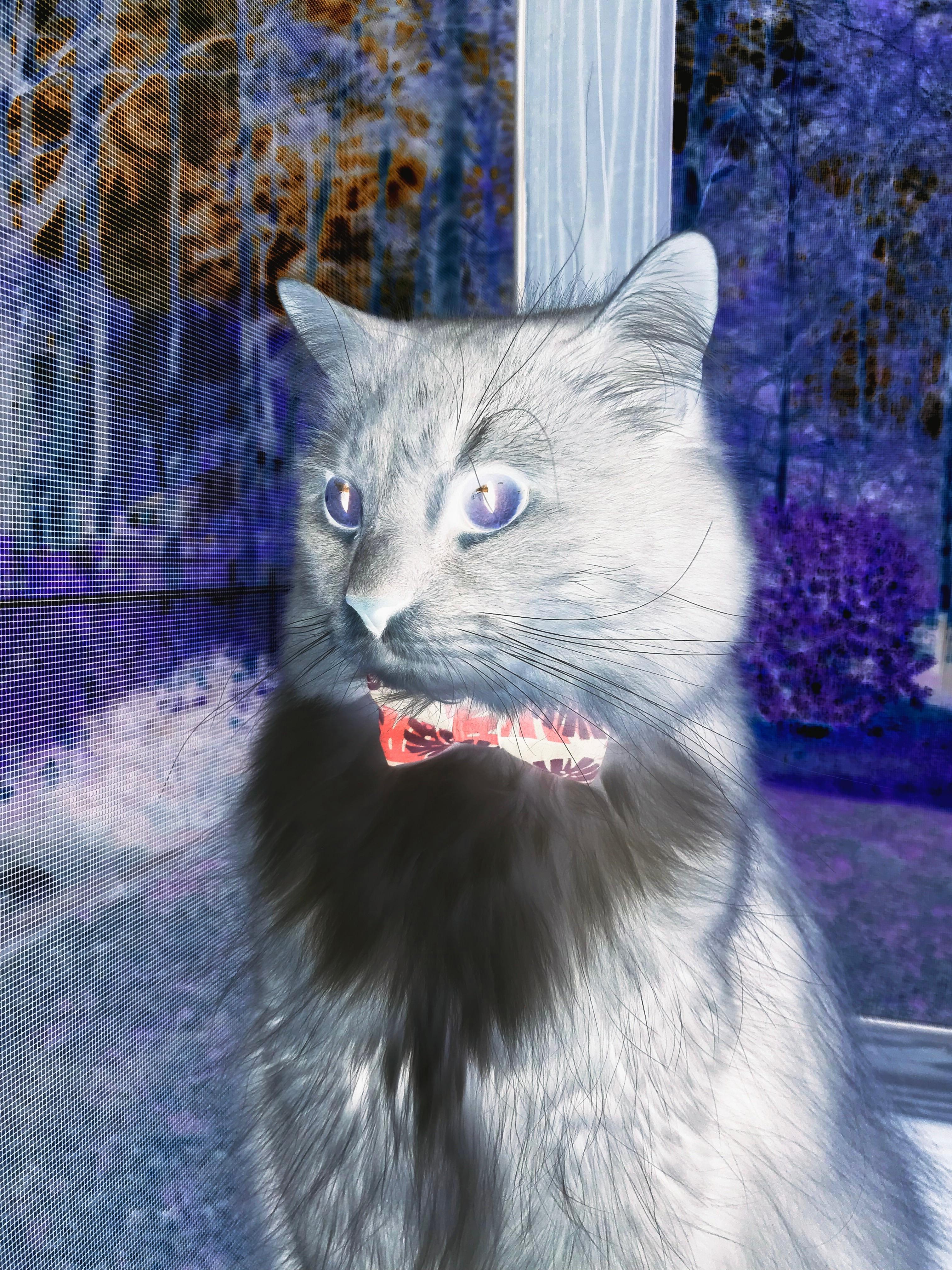 中国三人女篮技术细节精益求精 增强团队默契，中国三人篮球女篮有谁