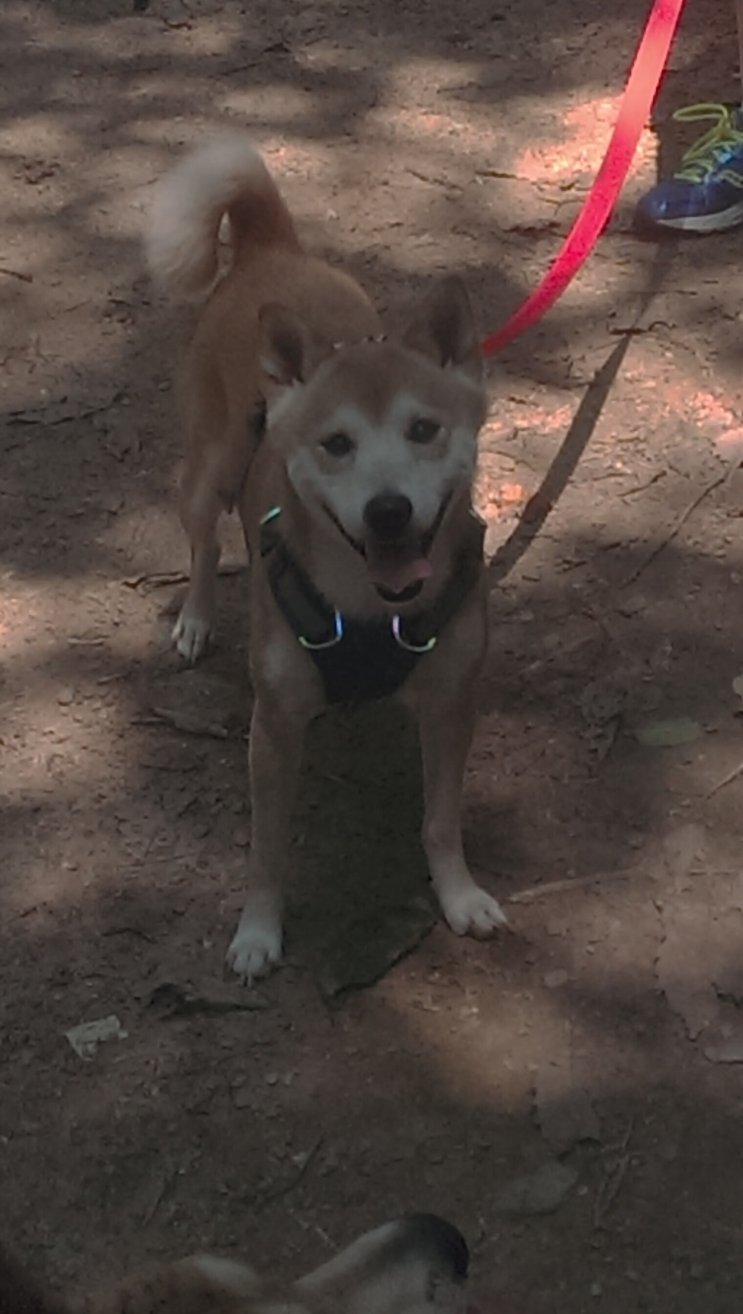 五大联赛是否通过球员配速分层形成全场节奏管理体系,五大联赛最快速度
