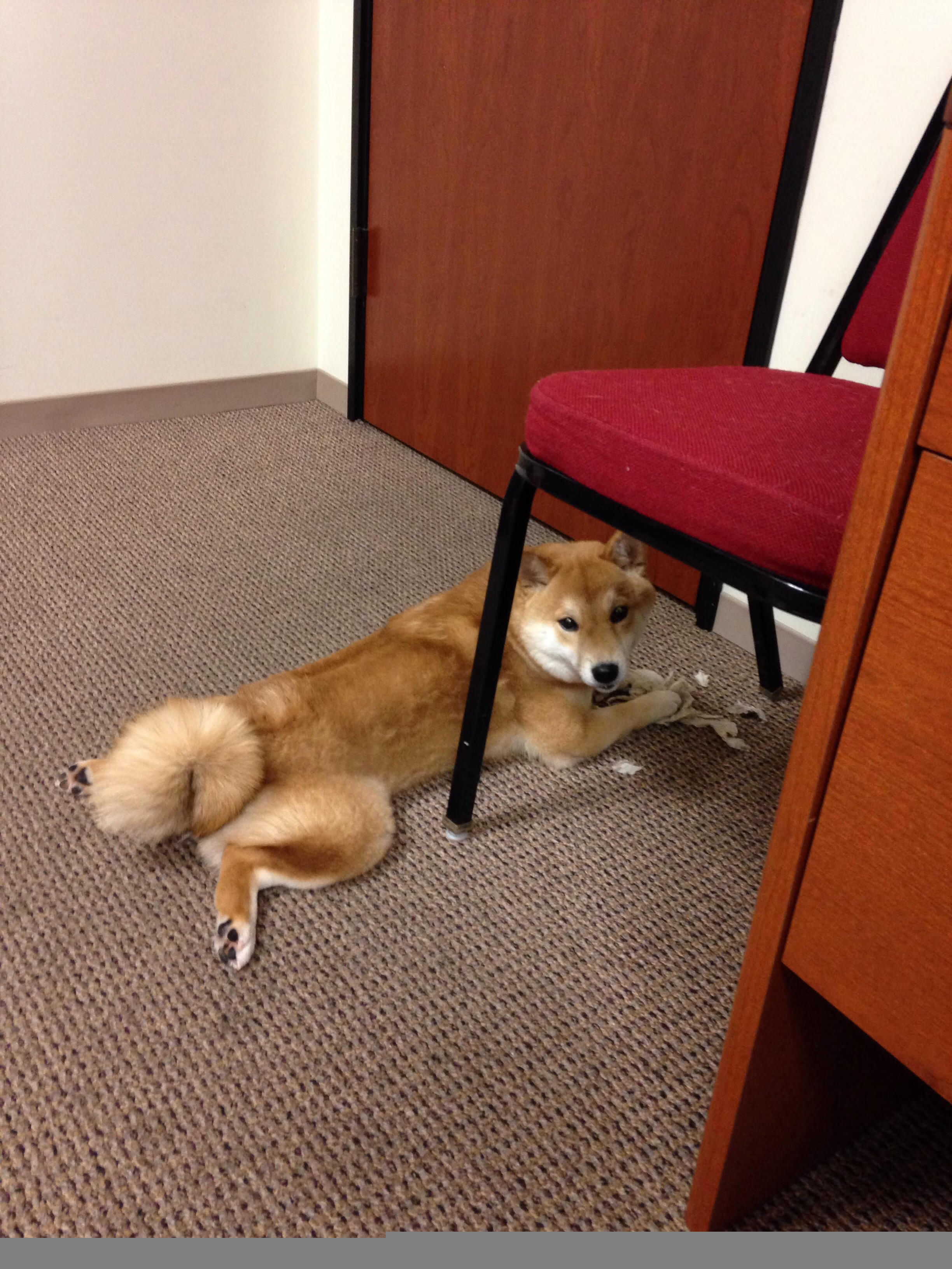 波兰队未来发展:如何通过现代化训练手段提升体能水平,波兰队阵型