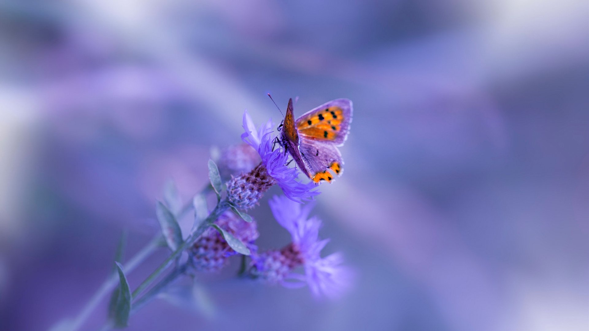 中国篮球加强俱乐部与青训基地资源互补合作,中国篮球青训队大名单