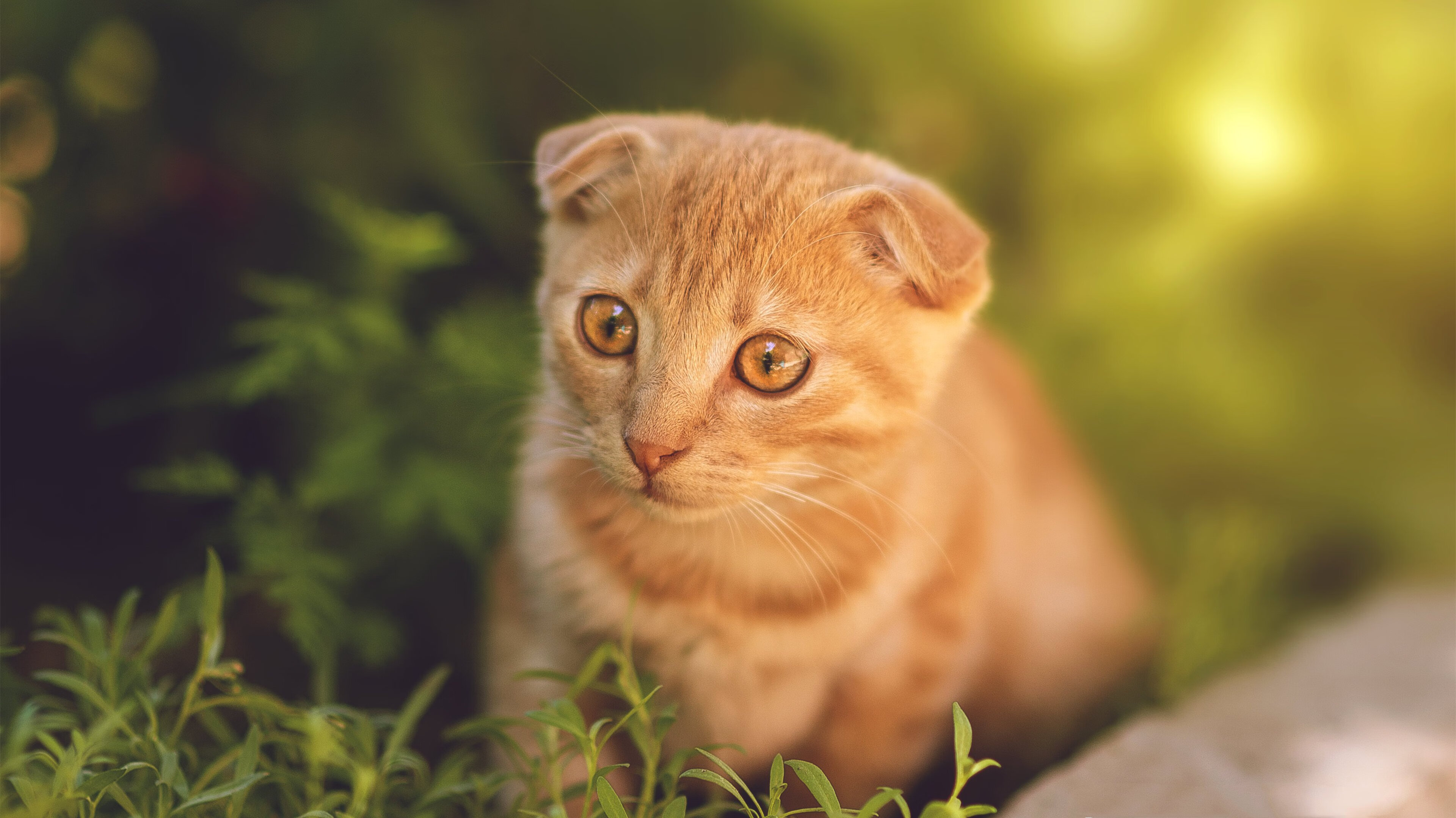 塔特的场上冷静与决断力,让袋鼠队充满信心