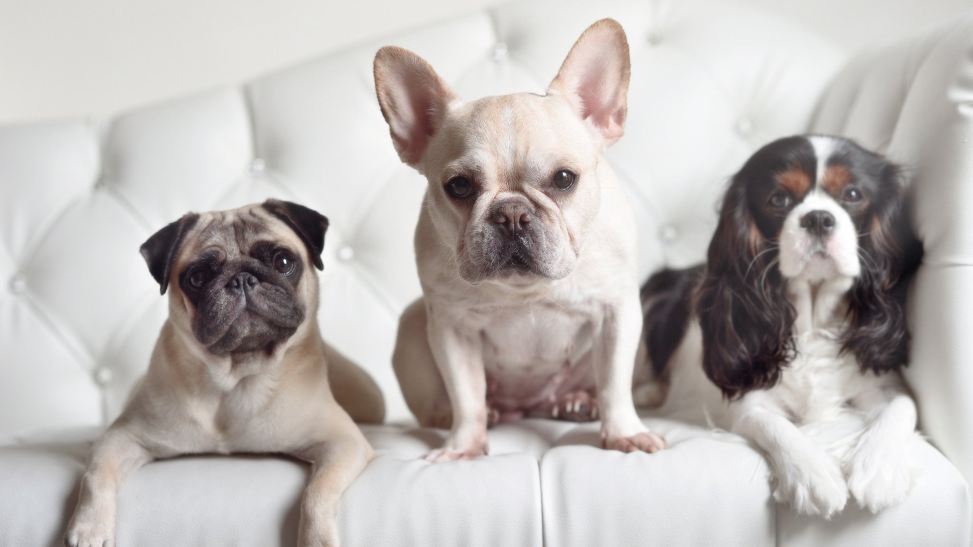 开云体育下载-实力派蛙将普里戈达表现不俗，普里戈金百度百科