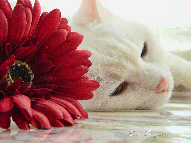 实力派蛙将普里戈达表现不俗,普里戈金百度百科