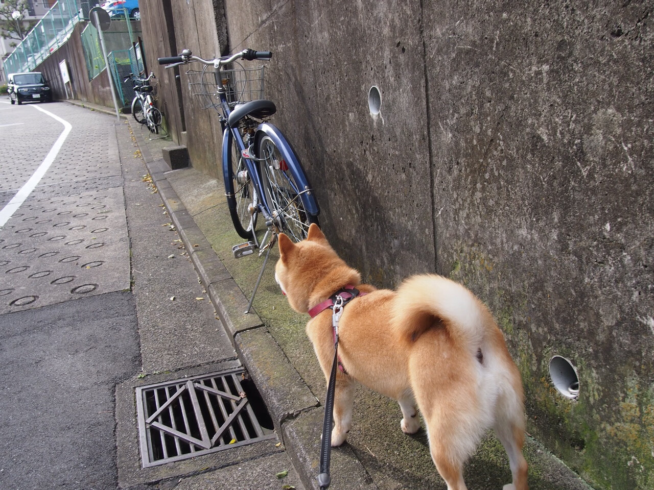 张伟丽与训练师合照展示团队力量，张伟丽 训练