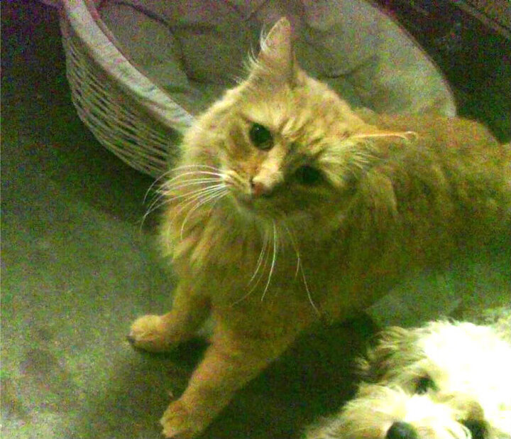 朱婷比赛结束后主动与对手拥抱致意,朱婷等人