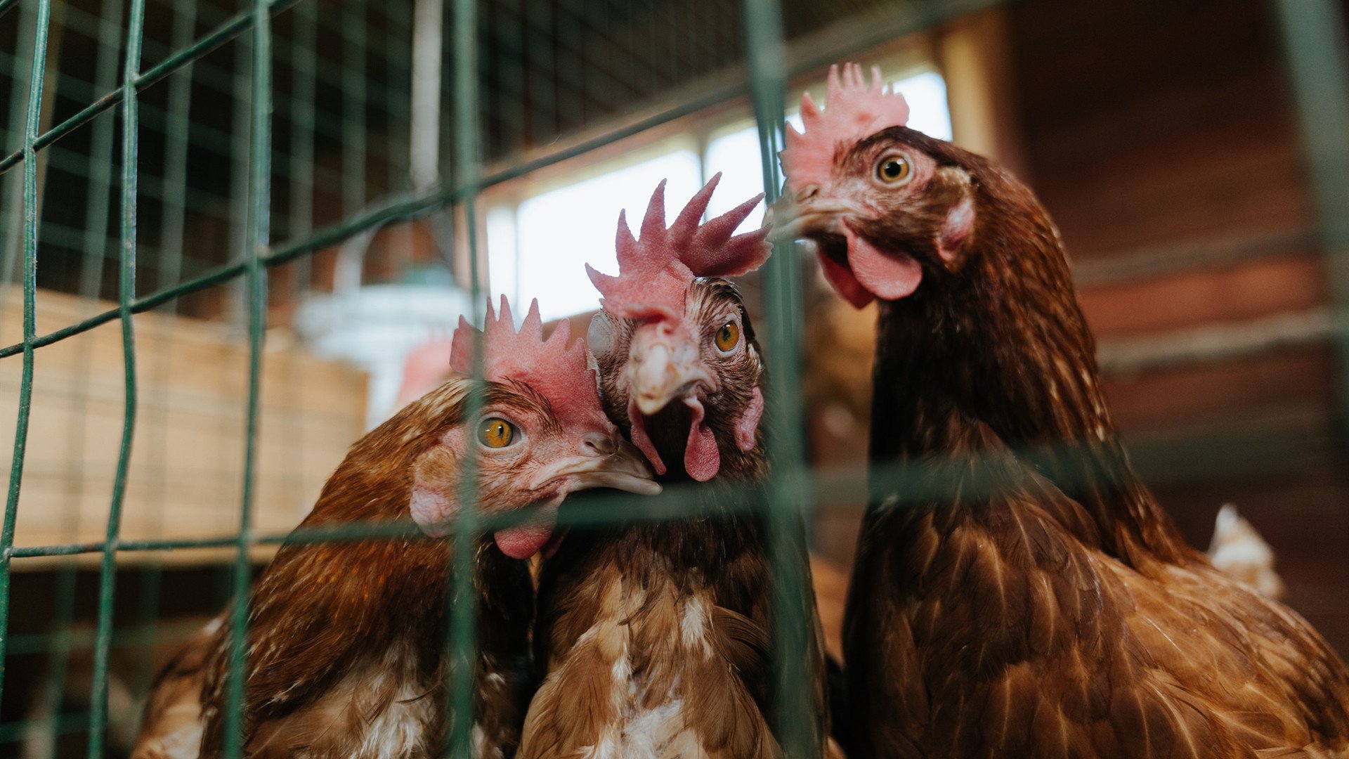 开云体育官网在线-步行者锋线三分火热打穿对手防线，步行者巅峰