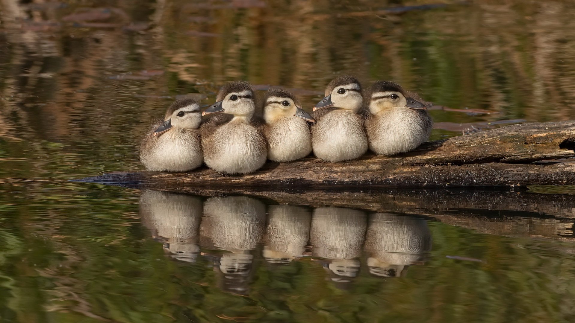 步行者锋线三分火热打穿对手防线,步行者巅峰