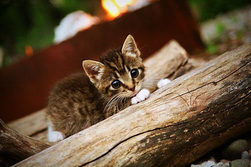 波兰泳坛骄傲赫梅列夫斯基奋勇拼搏,波兰诗人赫伯特