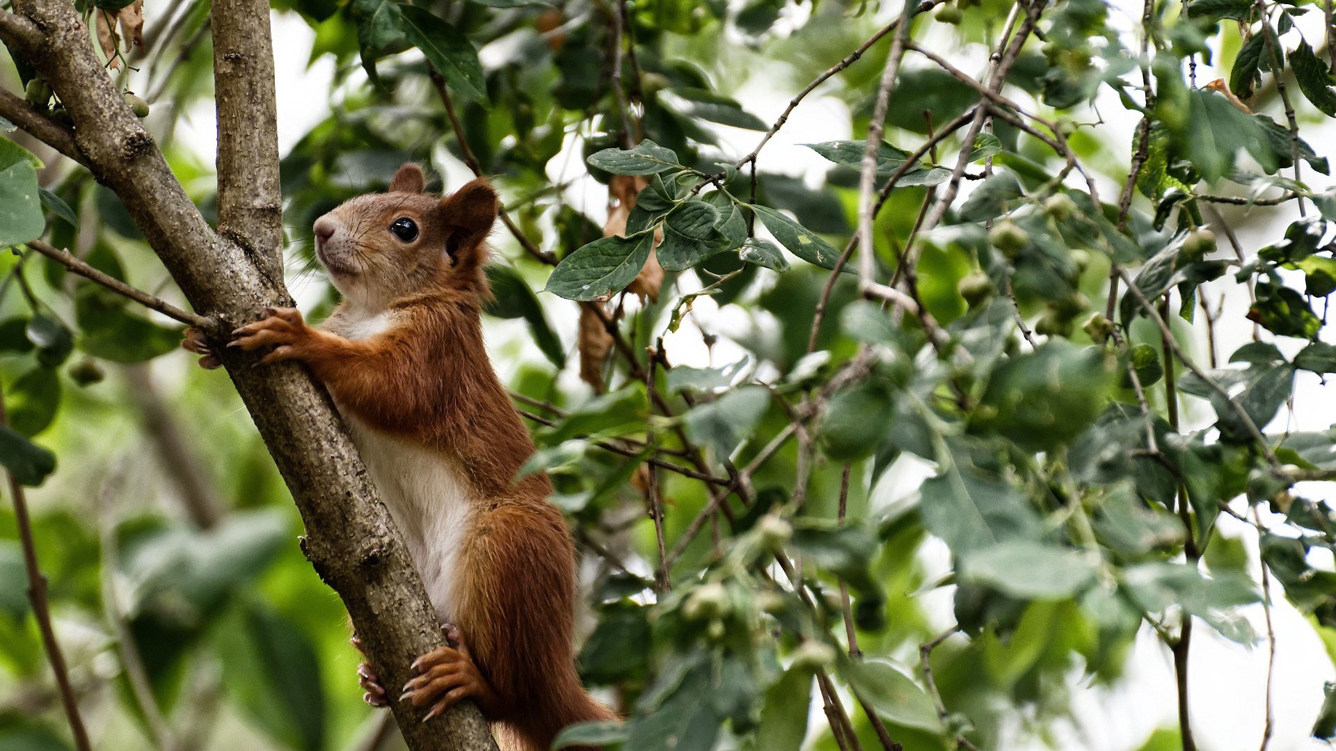瑞·弗兰:以全面的能力和坚韧的防守,成为全黑队不可缺少的球员