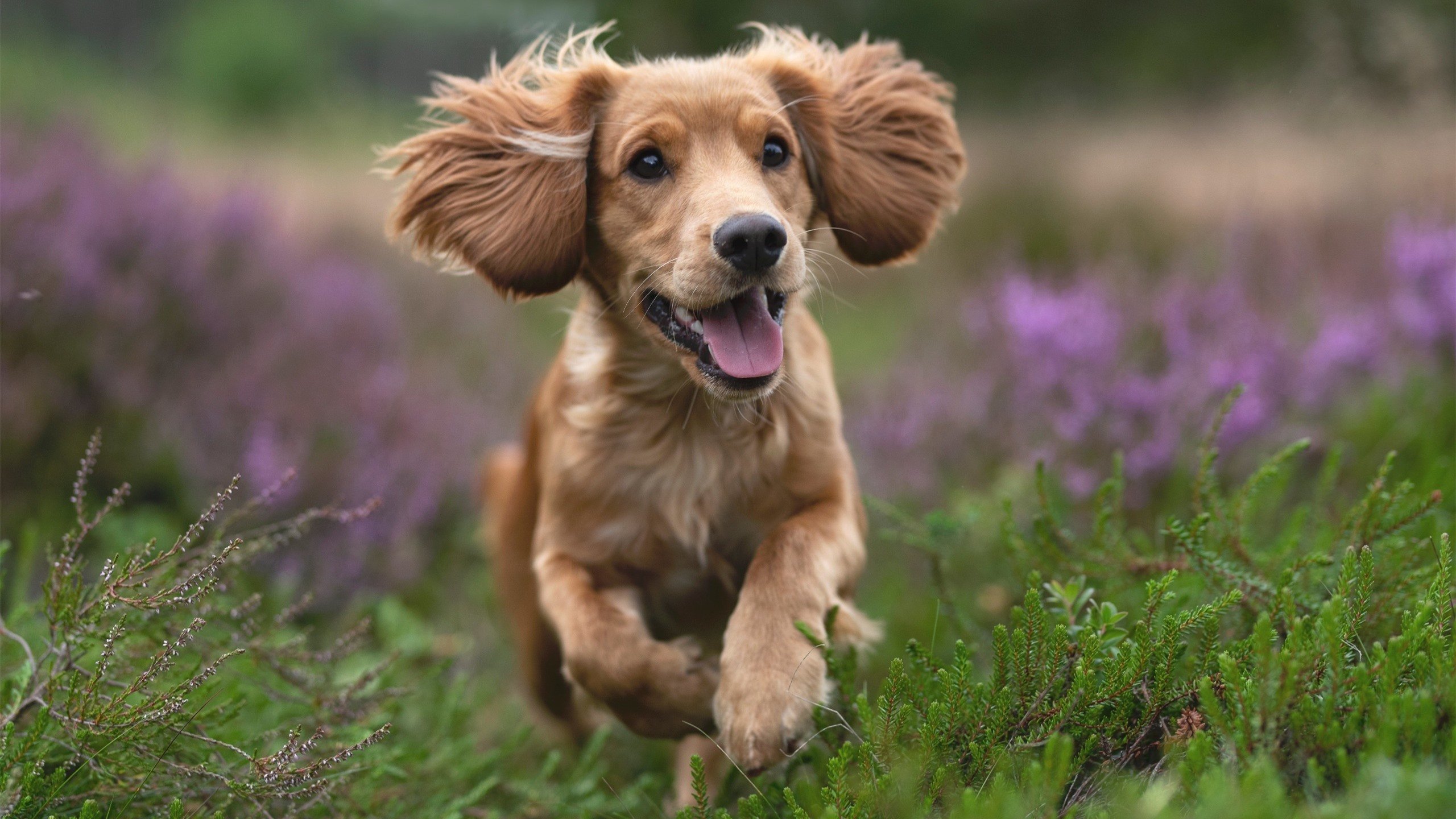 开云在线入口-裁判管理系统上线全面提升赛场执法透明度与统一标准，裁判员管理官网